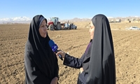 افزایش ۵۰ درصدی سطح کشت حبوبات دیم و استقبال گسترده کشاورزان از ارقام اصلاح‌شده