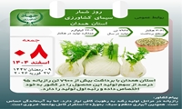 همدان قطب تولید رازیانه کشور با سهم ۹۵ درصدی