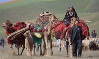 رعایت نکردن زمان کوچ، تهدیدی جدی برای پایداری مراتع همدان