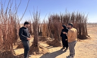  برخورد قاطع با عرضه نهال غیرمجاز در مهریز 