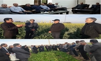 بازدید مقامات عالی وزارت جهاد کشاورزی از پایلوت کشوری مدیریت انگل «گل جالیز» در مزارع کلزای دهلران
