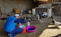 آغاز طرح ۶۰ روزه واکسیناسیون طیور روستایی خوزستان برای پیشگیری از بیماری نیوکاسل