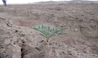 آنغوزه؛ محصولی راهبردی در ارتقای بهره‌وری دیمزارهای صالح‌آباد