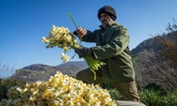 بهار در زمستان خوسف/ خودنمایی نرگس‌زارها در دل کویر