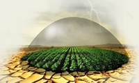 رتبه سوم کشوری آذربایجان غربی در بیمه محصولات زراعی؛ تلاش برای گسترش پوشش بیمه‌ای 