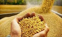 تامین پایدار نهاده‌های دامی در آذربایجان غربی؛ گامی مهم در ثبات تولید و قیمت