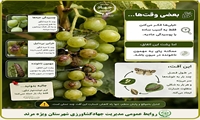 نشانه های کرم خوشه خوار انگور 