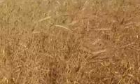تولید حدود ۴۵۰ هزار تن گندم در استان زنجان