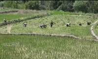 آغاز نشاء برنج در ۱۷۰۰ هکتار از مزارع شهرستان دنا