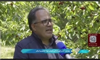 برداشت گیلاس و البالو در شهر هیر