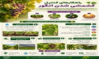 راهکارهای کنترل کشمشی شدن انگور