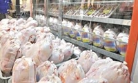 آغاز خرید حمایتی مرغ در خراسان شمالی برای جلوگیری از نوسان بازار