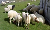 اصلاح نژاد بالغ بر  یکهزار  راس دام سبک در خراسان شمالی اجرا شد