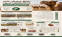  رونق پرورش شتر در آذربایجان شرقی؛ اسکو قطب پرورش شتر استان