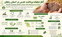 آغاز عملیات برداشت عدس در استان زنجان/ حرکت در مسیر توسعه کشت پایدار و افزایش بهره‌وری در دیمزارها