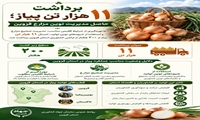 برداشت ۱۱ هزارتن پیاز حاصل مدیریت نوین مزارع قزوین