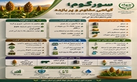 سورگوم؛گیاهی مقاوم و پر بازده
