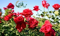 صادرات ۱.۶ میلیون شاخه گل رز از شیراز در سال گذشته