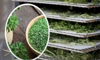 پژوهش محققان تات، نقشه استقرار صنایع فرآوری گیاهان دارویی در گلستان را ترسیم کرد