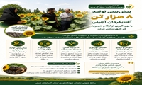 پیش‌بینی تولید ۸ هزار تن آفتابگردان آجیلی با بهره‌گیری از ارقام هیبرید در مرند