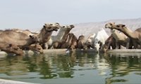 تولید سالانه ۱۸۱ تن گوشت شتر در فارس