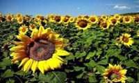 خراسان شمالی،رتبه سوم کشت آفتابگردان در کشور را دارد