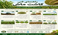 راهنمای فنی کاشت ماش