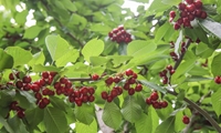 برداشت ۴۵ هزار تن محصولات باغی تابستانی در قم