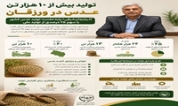 آذربایجان‌شرقی؛ پیشتاز تولید عدس کشور 