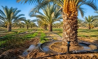 طرح آبیاری نوین، مصرف آب نخیلات بوشهر را ۶۶ درصد کاهش داد
