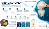 عروس دریایی موزی؛ از چالش صیادی تا فرصتی برای توسعه اقتصاد دریامحور