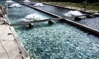 توسعه پرورش ماهی و نقش موثر آن در اشتغال و اقتصاد استان خراسان شمالی