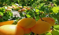 برداشت بیش از ۷ هزار تن زردآلو از باغات تفتان سیستان و بلوچستان