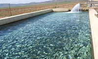 حمایت از تولید آبزیان و توسعه استخرهای دو منظوره راهبرد جدید جهاد کشاورزی کرمان