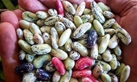 پیش بینی برداشت ۲۲ هزار تن پیله تر پاچ باقلا در گیلان