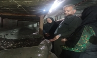 قارچ؛ گنجی پنهان در چرخه اقتصاد مقاومتی/ مسئولان زارچ، در پی رفع موانع تولید
