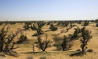 وجود ۲۶ هزار هکتار اراضی بیابانی در همدان
