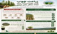 زراعت چوب؛ گامی هوشمندانه برای نجات جنگل‌های ایران