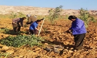 تولید بیش از ۱۵۰ تن چوب اکالیپتوس در آبدانان/ توزیع ۱۰۰ هزار اصله نهال بین کشاورزان و بهره‌برداران  