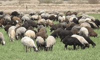 جمعیت دام خراسان‌شمالی از ۲.۶ میلیون رأس گذشت