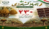 برداشت سالانه ۲۳۰هزار تن خرما در استان بوشهر 