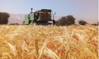 برداشت جو از مزارع اسفراین آغاز شد