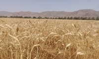 پیش‌بینی تولید ۳۶ هزار تن گندم در خمین