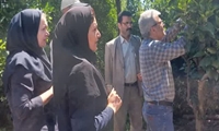 لزوم کنترل شپشک توت در باغات کیوی