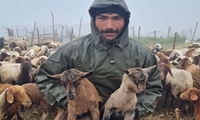 پیش‌بینی تولید ۱۱ هزار رأس بره با مشارکت ۹۰ خانوار عشایری در سوادکوه