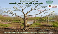 راهنمای سریع هرس درخت