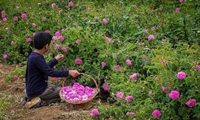  مدیریت عرضه گل محمدی در بویین میاندشت؛ اقلیم ملایم، چالش زمان‌بندی در تولید ۹۰ تن محصول