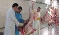 ۱۰۷۹ راس دام قربانی در زنجان تحت نظارت دامپزشکی قرار گرفت