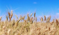 نخستین برداشت محصول جو در گیلان آغاز شد