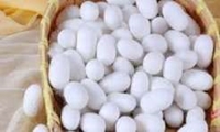 ۱۱۳ جعبه تخم نوغان یارانه‌ای در همدان توزیع شد